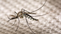 'Aedes' sivrisineğinde alerjik tehlike