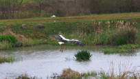 Göçmen kuşların konakladığı Riva'daki gölet kurudu