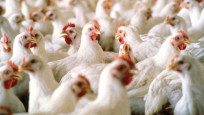 Fransa'da enerji krizi yerli tavuk yetiştiriciliğini vurdu