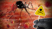 Küresel ısınma etkisi: Sivrisinekler daha ölümcül!