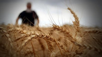Rusya'nın tahıl üretimi 151 milyon tonu aştı