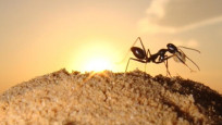 Karıncalar kanserin kokusunu alıyor