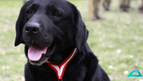 TSK’nın arama köpekleri 78 kişiyi kurtardı; 'sessiz kahramanlar' madalya ile ödüllendirildi