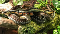 Aşırı sıcaklarla gelen yeni tehlike: Zehirli yılanlar