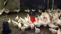 İlginç iddia: Tavuk gıdaklamaları tercüme edildi