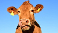 Danimarka, ineklerin metan salımını azaltan yem katkı maddesini finanse edecek