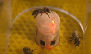 Arıların soyunu tükenmekten robotlar kurtaracak