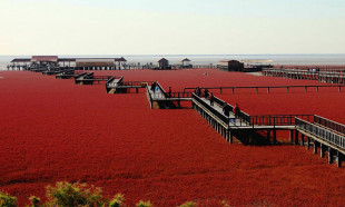 Çin’in göz alıcı güzelliği: Kırmızı Plaj