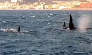  İtalya sahillerinden geçen katil balinalar görenleri şaşırttı