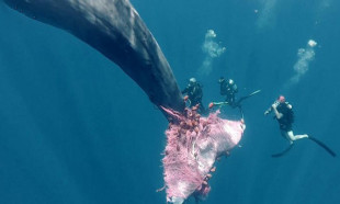 Balıkçı ağına takılan balinayı kurtarma çalışmaları günlerdir sürüyor