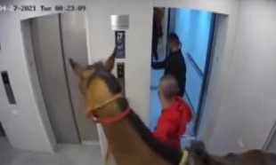  İsrail’de asansöre at bindirmeye çalışan 2 kişiye gözaltı 