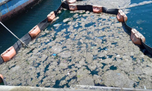 İstanbul Üniversitesi, müsilajı deniz bakteri izolatlarıyla temizlemeyi başardı