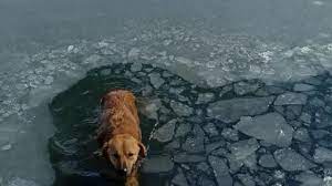 Buz kırılınca gölete düşen köpek, donmak üzereyken kurtarıldı