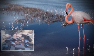 Kolilerden gelen sesler gerçeği ortaya çıkardı: Flamingoları katlettiler!