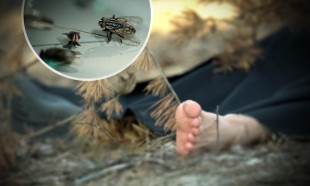 Çözülemeyen cinayetleri aydınlatıyorlar: Dedektif böcekler!
