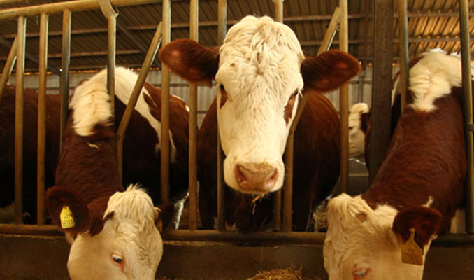 Çekya'dan ithal edilen sığırlar kesilecek