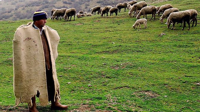 Kayseri'de 4 bin lira aylık ücretle çoban bulunamıyor