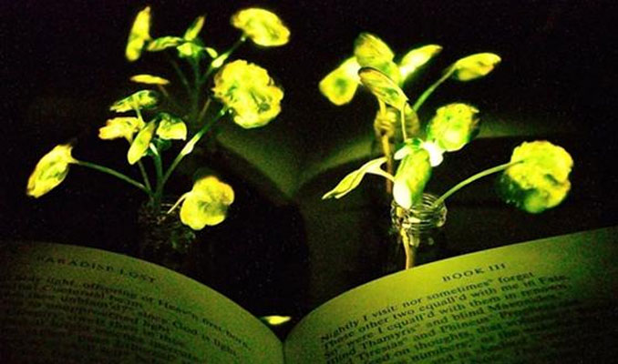 Bilim insanları ışık saçan bitki yarattı