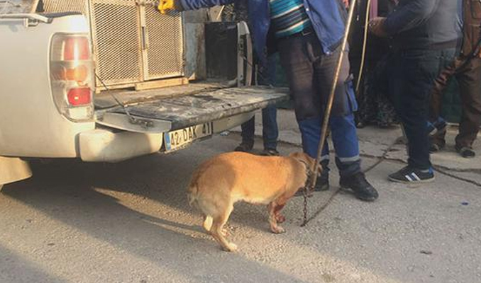 Konya'da köpek bıçakladılar