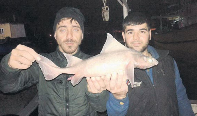 Marmara'yı köpekbalıkları koruyor