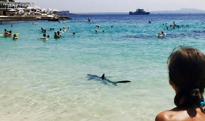 Akdeniz'de plajda köpek balığı dehşeti
