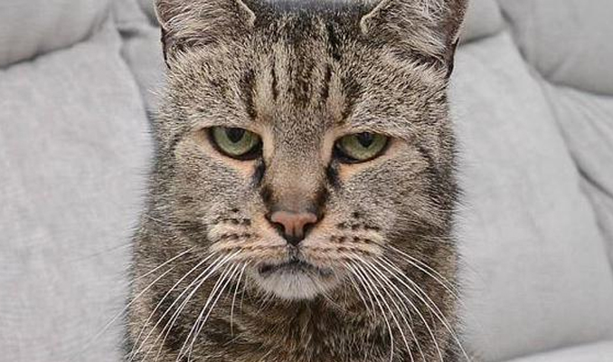 32 yaşındaki kedi Nutmeg hayata gözlerini yumdu