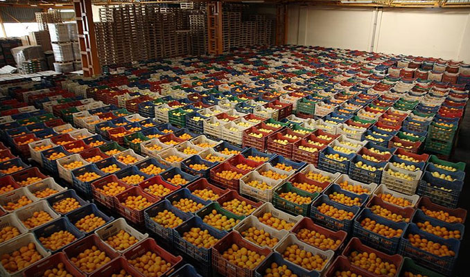 Yaş meyve sebze ihracatında önemli artış