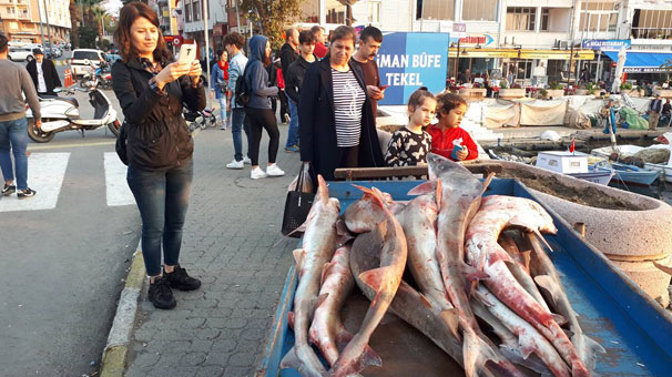 Türk balıkçıların tuttuğu köpek balıklarına Yunan talip