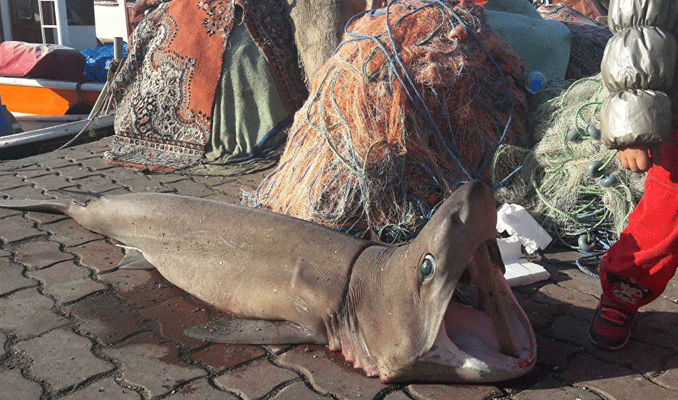 Marmara'da köpek balığı yakalandı