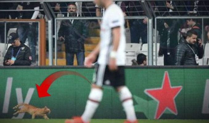 Beşiktaş-Bayern Münih maçında sahaya giren kedi İngiliz basınında