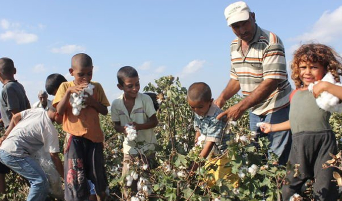 FAO'dan çocuk işçi uyarısı