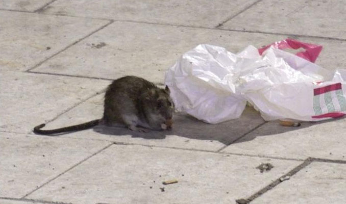 İsveç'te fareler sokaklara hakim oldu