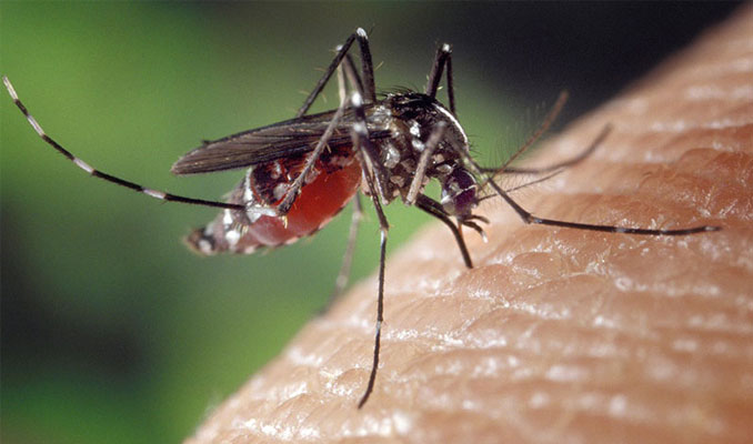 Başkan sivrisineklerin semte girişini yasakladı