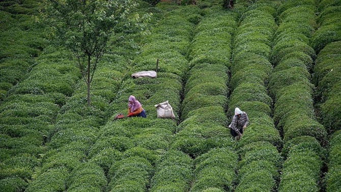 Çay üreticileri için önemli haber