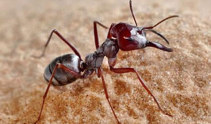 İşte dünyanın en hızlı karıncası