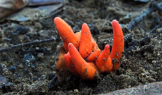 'Zehirli ateş mercanı' ilk kez Avustralya’da görüldü