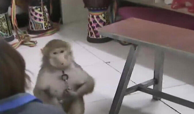 Çin'de maymun, bakıcısının telefonundan sipariş verdi!