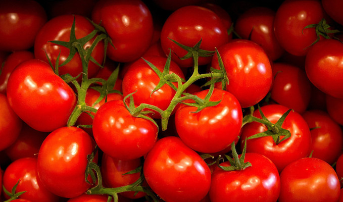 Rusya, 20 ton domatesi Türkiye'ye iade etti