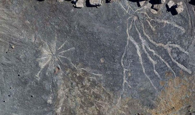 Dünyanın en eski ağaç fosilleri bulundu