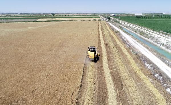 'Buğday ithalatı kararı, fiyatları etkilerse ekim alanları azalabilir'