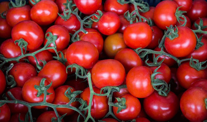 Rusya Tarım Bakanlığı'ndan domates ithalatına kısıtlama getirme önerisi