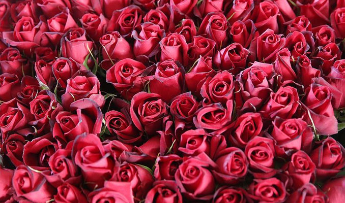 Başaran: Sevgililer Günü'nde 2,5 milyar liralık çiçek alıyoruz