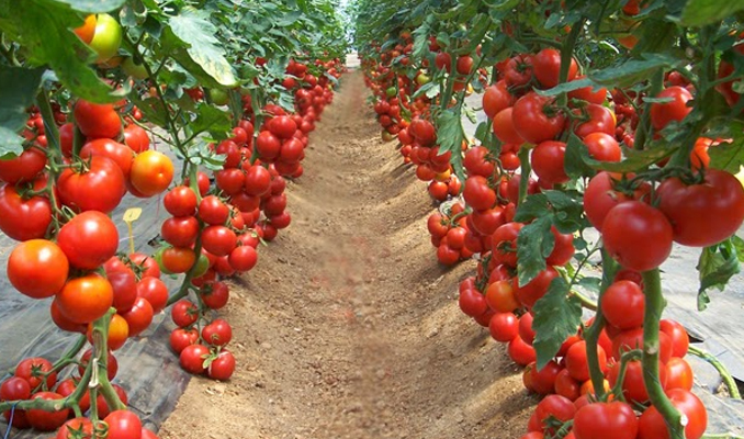Çölde domates yetiştirilebilecek nitelikte gübre üretildi