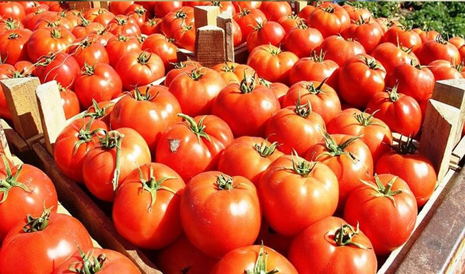 İstanbullular tanzim satıştan en çok domates aldı