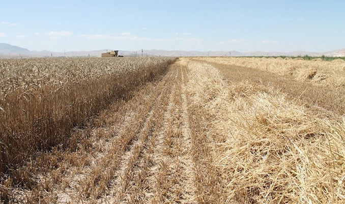 TİM: Buğday tarlaları acilen korunmaya alınmalı