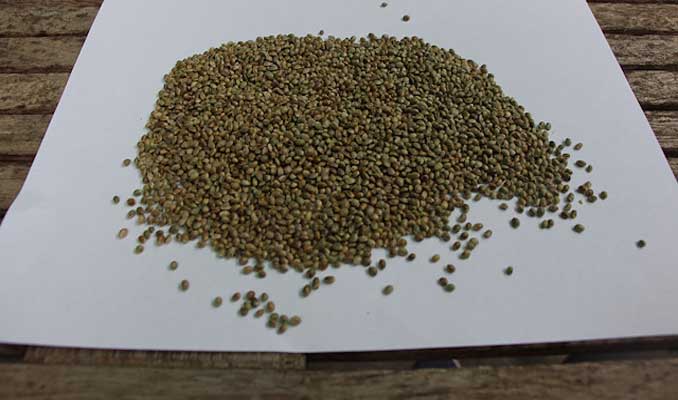 Kenevir tohumunun kilosu 1000 lira olunca üretim arttı 