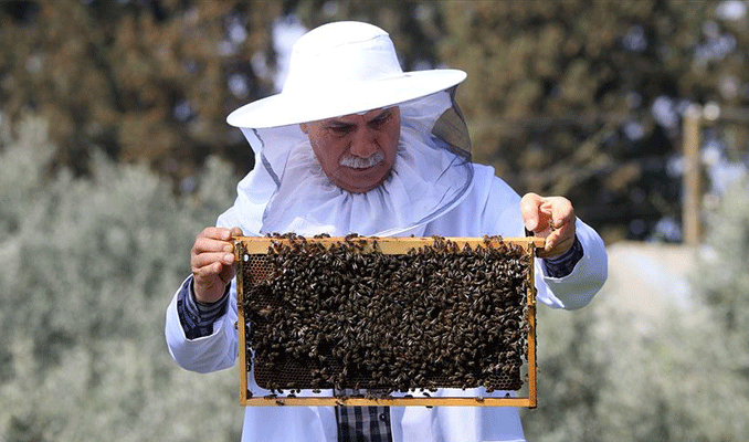 Arı ölümleri üreticileri endişelendiriyor