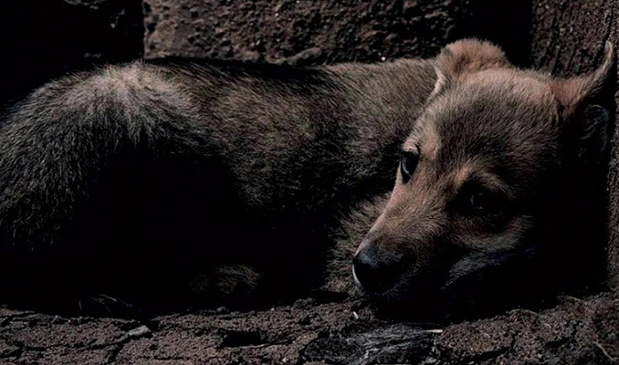 Pati Dokunuşu konseri ile hayvan katliamına 'Dur' çağrısı