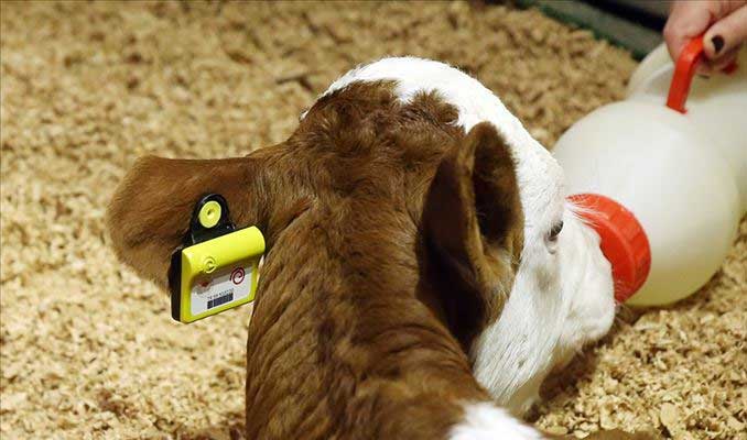 Hayvancılık sektörüne 'elektronik küpe' geliyor