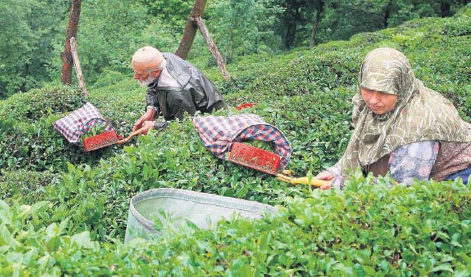 Bakan Pakdemirli: Yaş çay fiyatı destekleme ile 3,03 TL
